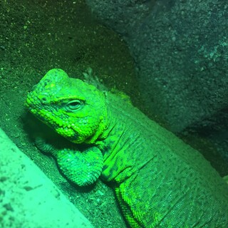 トカゲのイチローくんです♡