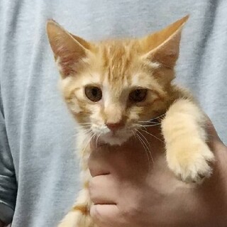 　茶トラ♂3ヶ月くらい
