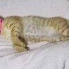 　茶トラ♂3ヶ月くらい サムネイル2