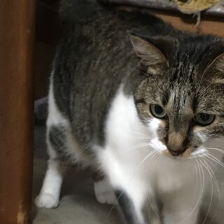 ちょっと太っちょモフモフ優しい女の子