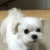 高塚 ごん太