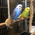 セキセイインコペア