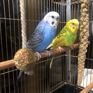 セキセイインコペア