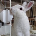 滋賀多頭飼育崩壊保護うさぎ　カブくん