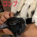 里親様決定致しました！甘えん坊なコンブちゃん