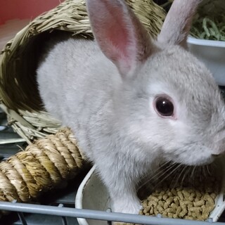 滋賀多頭崩壊うさぎ達。