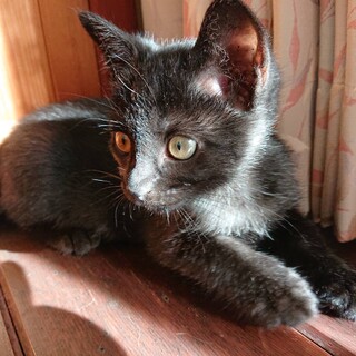 人懐こい！元気な黒猫ちゃん♂