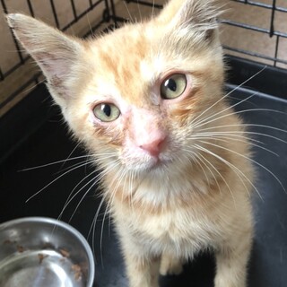 大牟田から茶トラ♂3ヶ月くらい