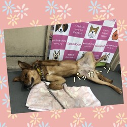 「倉敷の武子さんのヒラキ→卒業！」サムネイル2