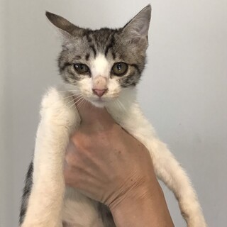 里親決定しました