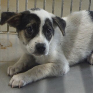 里親様に迎えられました。子犬♂115