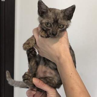 里親決定しました。