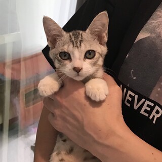 里親決定しました