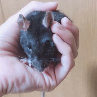 少しビビリなラット