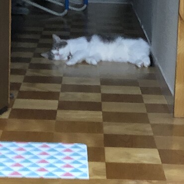 おばーの見張り