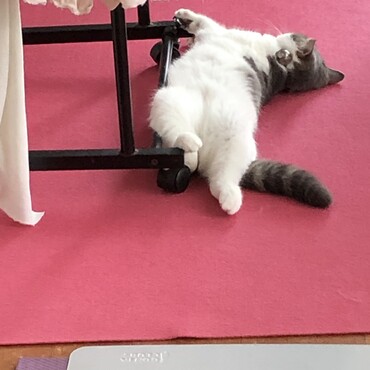 縁側に落ちてます