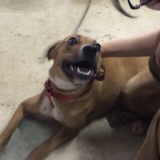 【トライアル決定】ボクサーMIXミルクちゃん