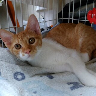 【8/16譲渡会】代理投稿　珍しい茶白の女の子