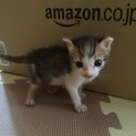 里親探してます‼︎7月21日産まれです‼︎