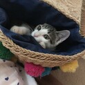 お願いします。里親さんを募集しています。