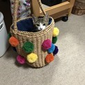お願いします。里親さんを募集しています。
