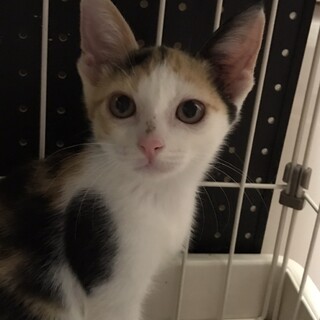 ミケちゃん、トライアルにでました