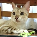 トワちゃん…トライアル決定しました。