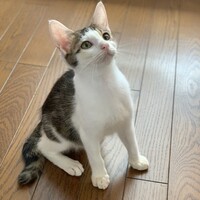 きんぴら