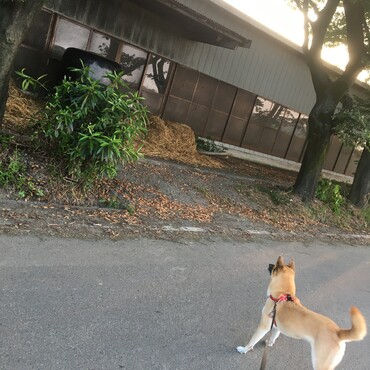 黒いのが怖い！