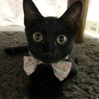 とにかく甘えん坊です