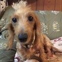 これからもっと綺麗になるよ「ハナちゃん」