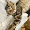 人間大好き！超甘えたな「そると」ちゃん♡