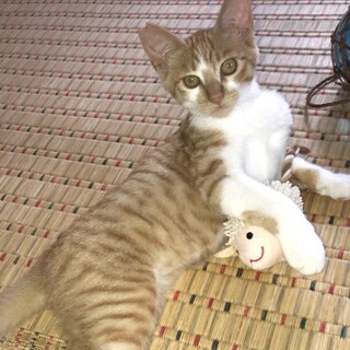 甘えん坊抱っこ好きな茶トラのチビちゃん