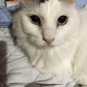 すっかりうちの子の顔になりました(*´꒳`*)