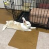 こんな感じで寝そべります！