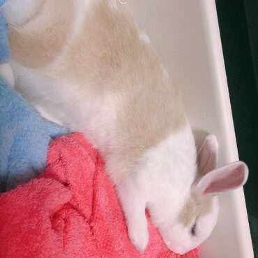 まだきたばかりの時