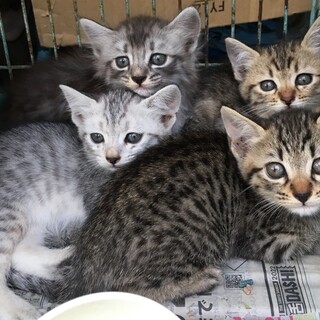 キジトラ＆サバトラ＆ふわふわグレーの４兄弟