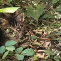 子猫　生後1ヶ月未満　家の前に捨てられていました。