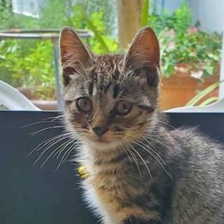 とても甘えん坊です♪動画あります☆