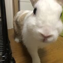 保護ウサギ！野放しにされてました…