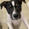 ミックスの子犬　こんぶちゃん