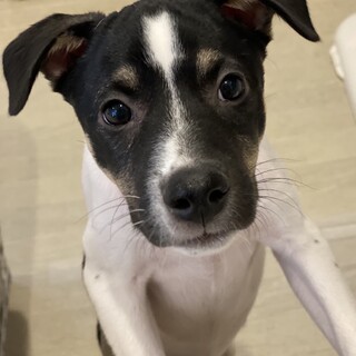 ミックスの子犬　こんぶちゃん