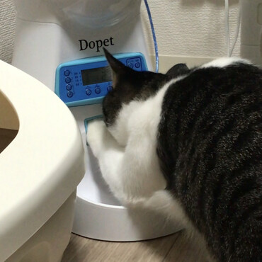 悪知恵がついた、ニャンちゅう(´∀｀)