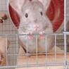チンチラ サムネイル1
