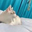 かぎ尾っぽ ハンサム男の子