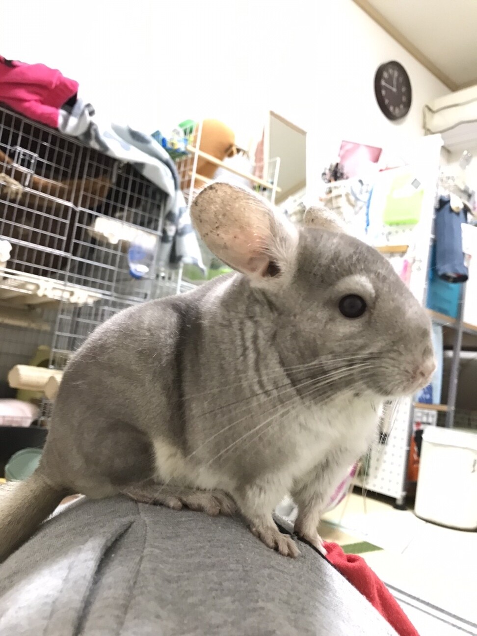 チンチラ サムネイル2