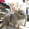 チンチラ サムネイル2