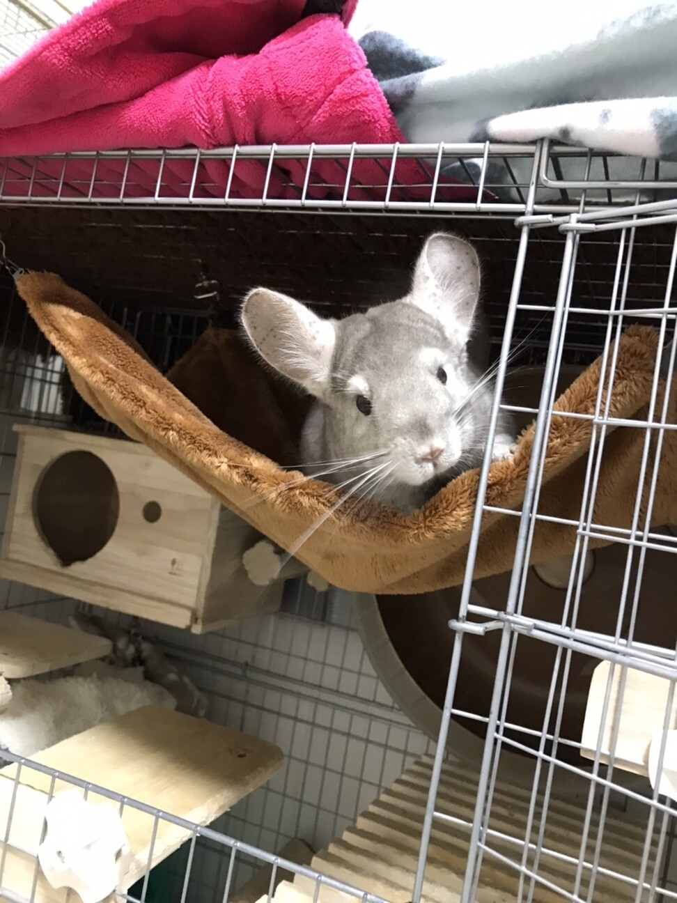 チンチラ サムネイル3