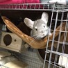 チンチラ サムネイル3