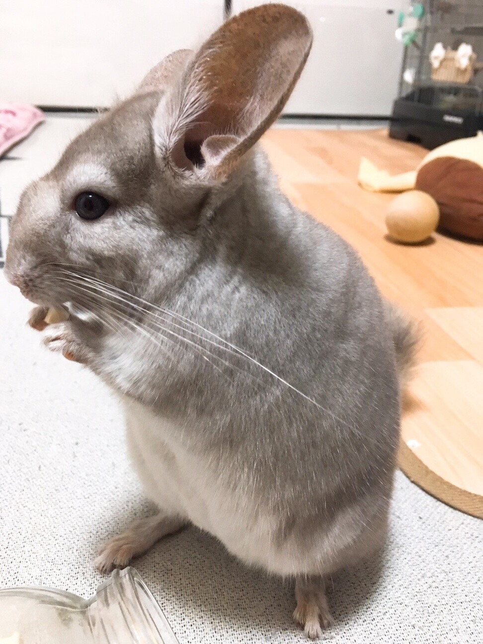 チンチラ サムネイル4